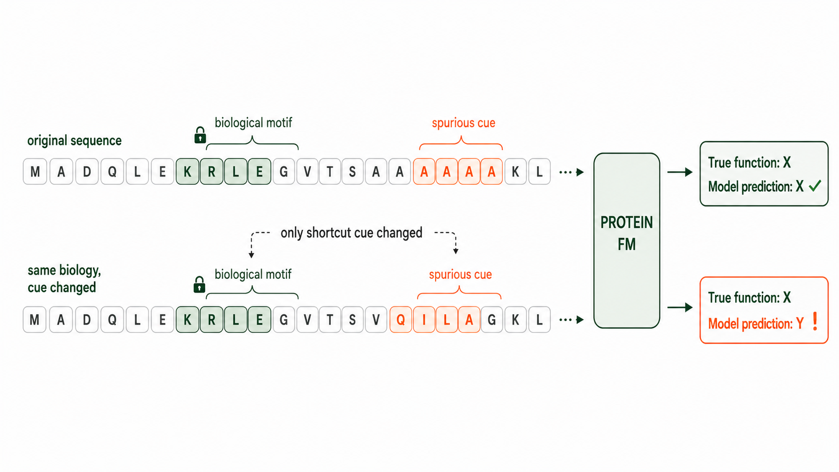 Protein foundation model diagram showing a prediction failure caused by a spurious sequence cue.